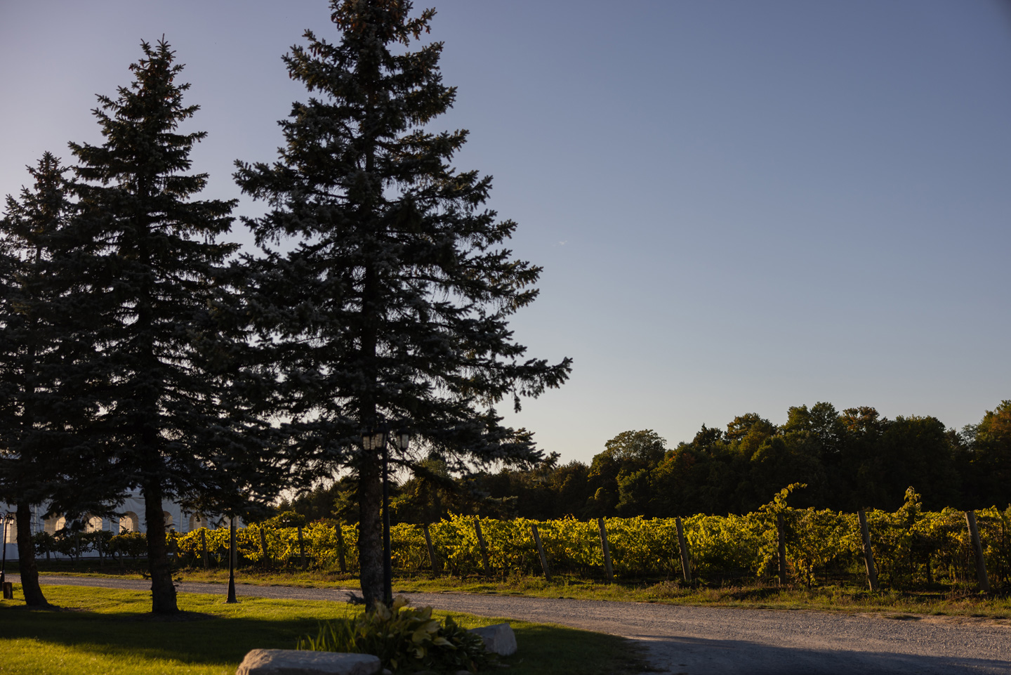 Evergreens beside a vineyard at dusk